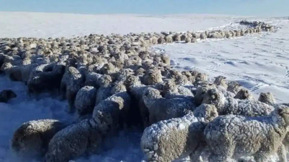 Intensas nevadas en la Patagonia: productores lamentan el estado de sus animales